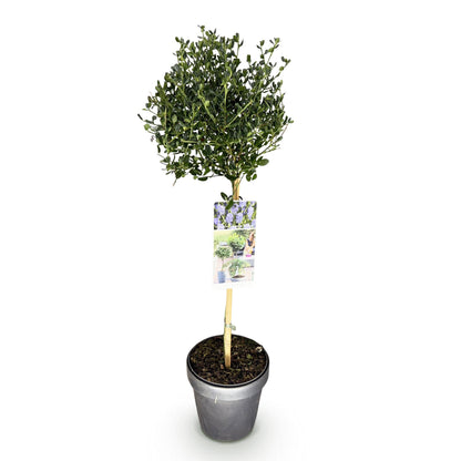 Säckelblume Victoria Stämmchen – Ceanothus impressus online kaufen | Blaue Blüte, Immergrün &amp; Bienenfreundlich – Wurzelwerk Design