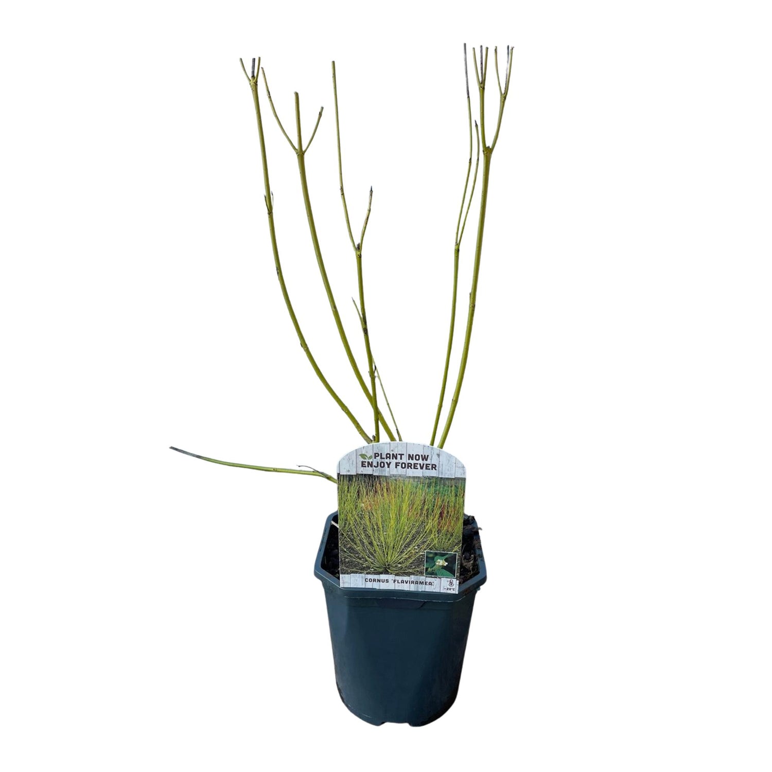 Grüne Zweige der Cornus alba Flaviramea Pflanze in einem 17cm Topf, laubabwerfend, wenig Pflege, ca. 45cm hoch.