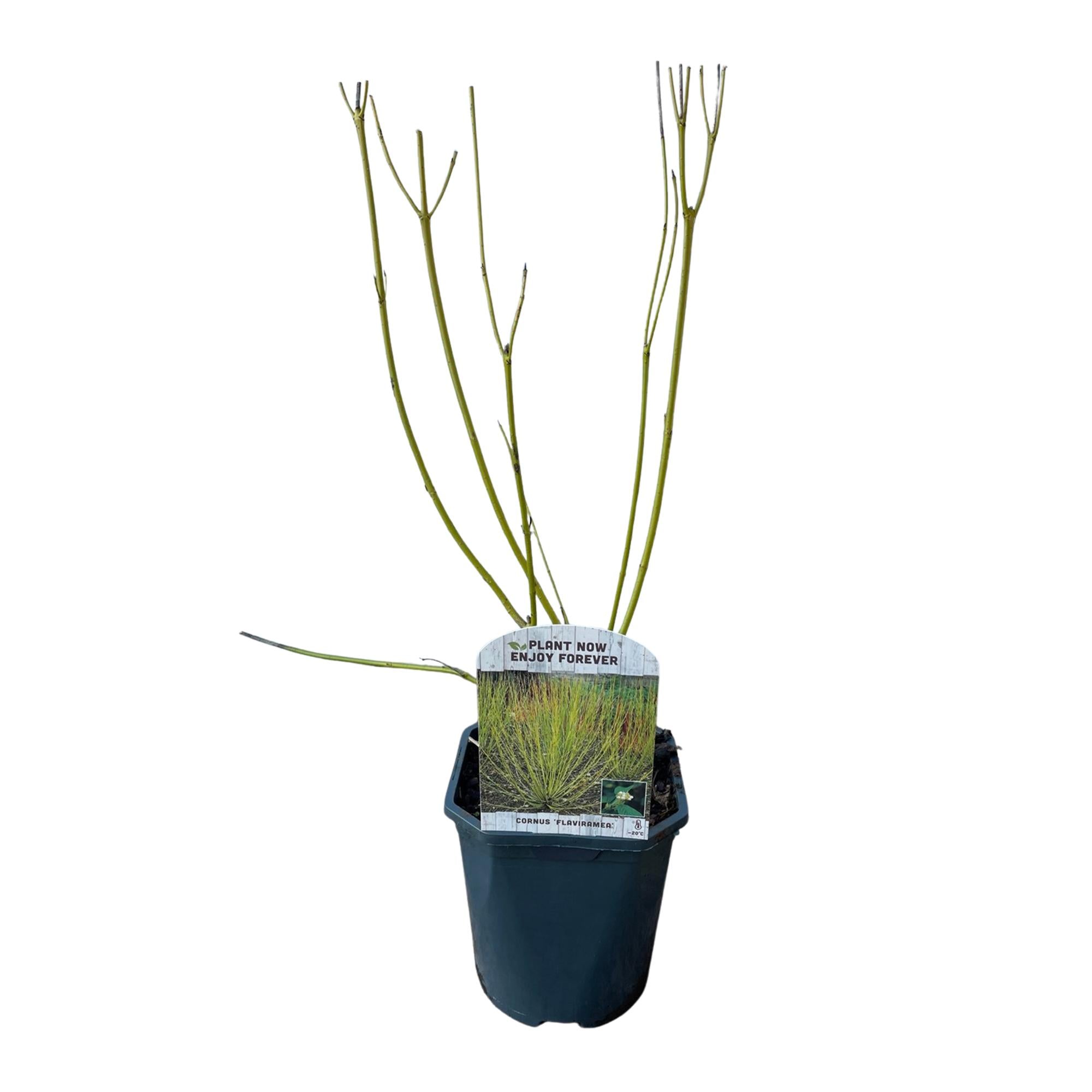 Grüne Zweige der Cornus alba Flaviramea Pflanze in einem 17cm Topf, laubabwerfend, wenig Pflege, ca. 45cm hoch.