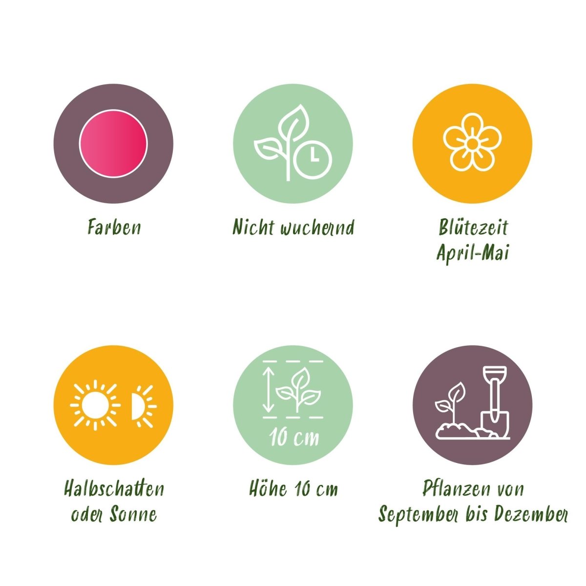 Blumenzwiebeln Tulpe Little Beauty | 25 Stück Dunkelrosa – Zwiebelgröße 6/7 – XXL Pack - Wurzelwerk Design