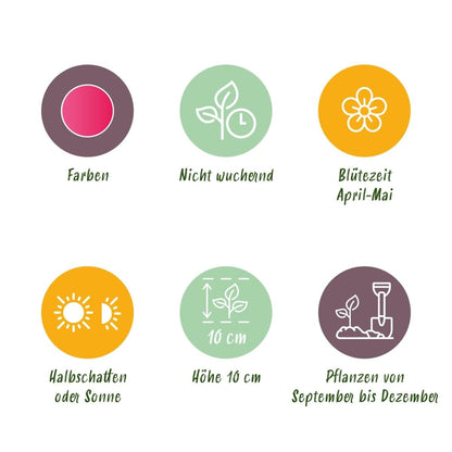 Blumenzwiebeln Tulpe Little Beauty | 25 Stück Dunkelrosa – Zwiebelgröße 6/7 – XXL Pack - Wurzelwerk Design