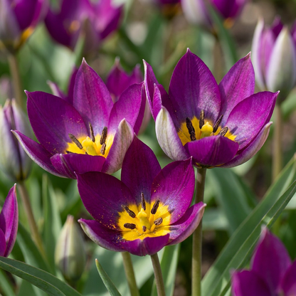 Wildtulpe Persian Pearl – Tulipa humilis online kaufen | 25 bis 200 Blumenzwiebeln, violett &amp; verwildernd – Wurzelwerk Design