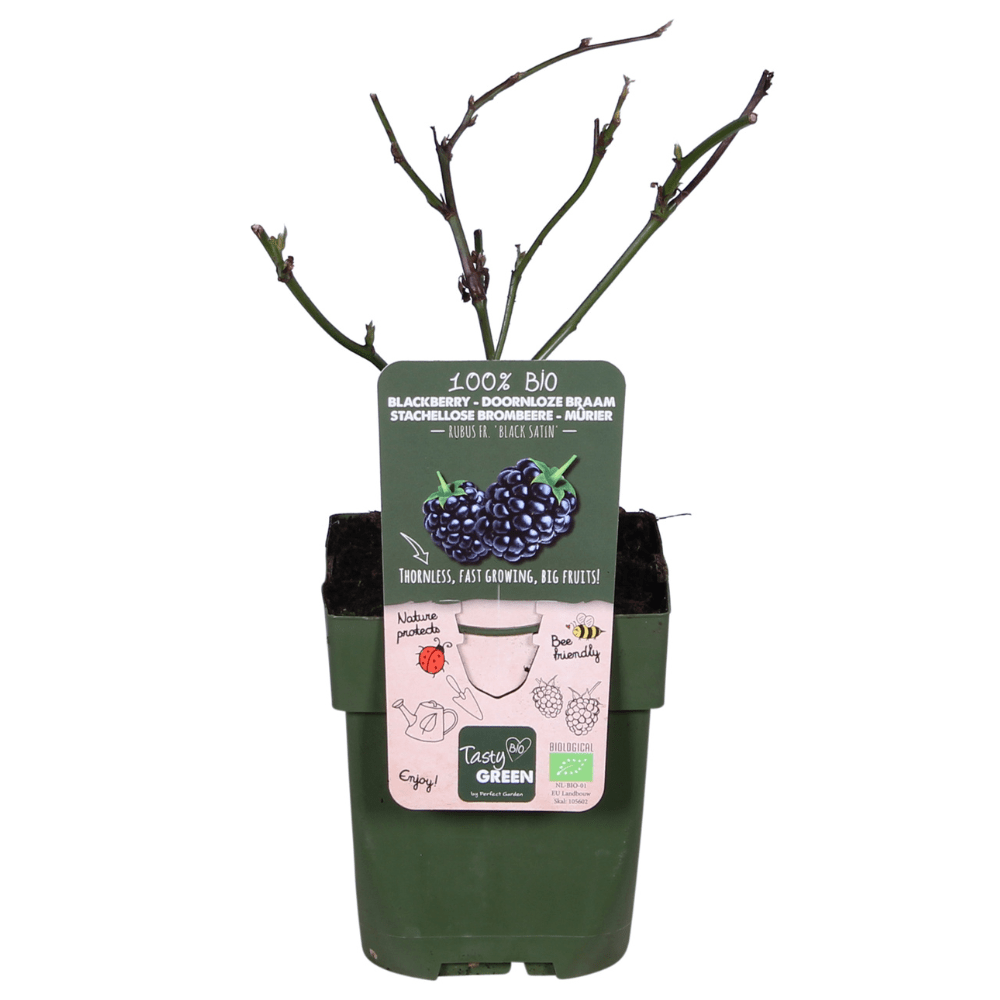 Everspring Brombeerpflanze Rubus fruticosus &
