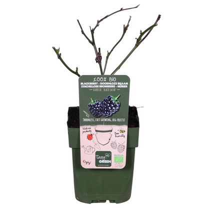 Dornenlose Brombeere Rubus fruticosus &