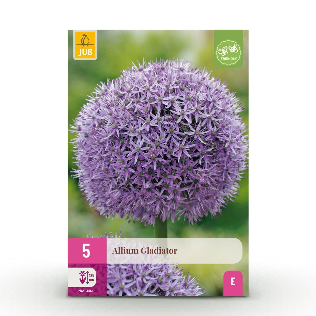 Blumenzwiebeln Allium Gladiator | 5 Stück Lila – Zwiebelgröße 16/18 – XXL Pack - Wurzelwerk Design