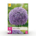 Blumenzwiebeln Allium Gladiator | 5 Stück Lila – Zwiebelgröße 16/18 – XXL Pack - Wurzelwerk Design