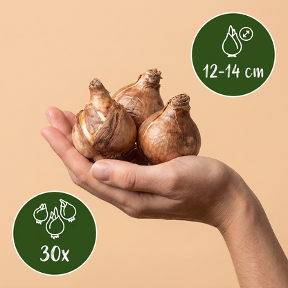 Narzisse Carlton – Narcissus online kaufen | 30 bis 120 Blumenzwiebeln, goldgelb &amp; großblütig – Wurzelwerk Design
