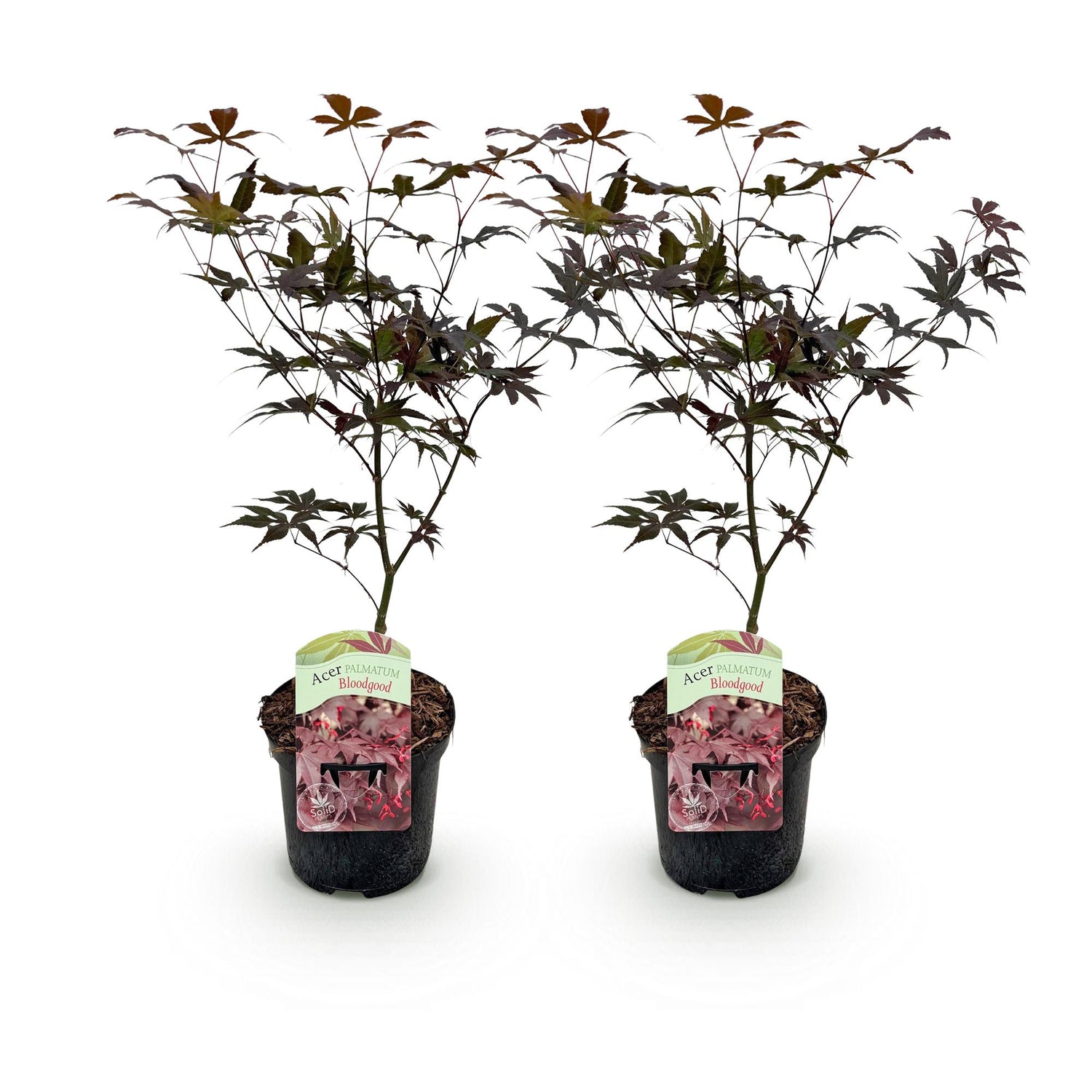 Japanischer Ahorn Acer palmatum Bloodgood, rot, 2 Pflanzen im Topf, laubabwerfend, Höhe 70cm, Everspring
