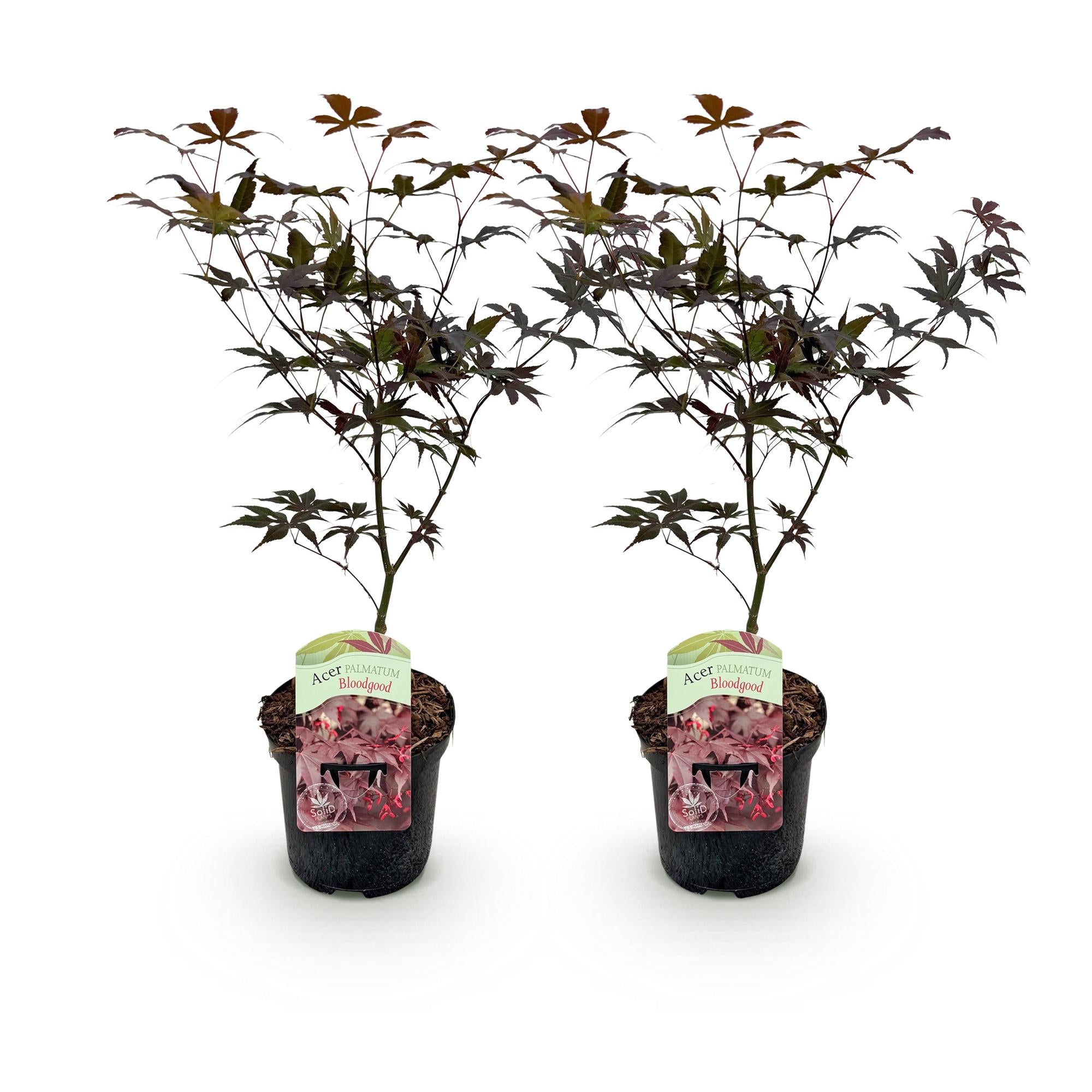 Japanischer Ahorn Acer palmatum Bloodgood, rot, 2 Pflanzen im Topf, laubabwerfend, Höhe 70cm, Everspring