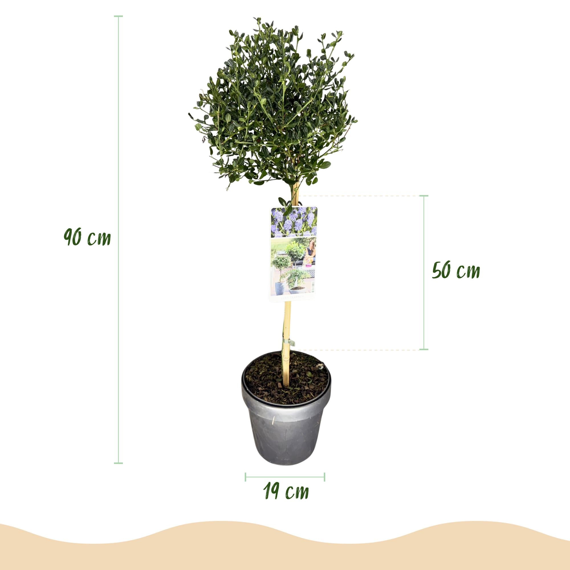Säckelblume Victoria Stämmchen – Ceanothus impressus online kaufen | Blaue Blüte, Immergrün &amp; Bienenfreundlich – Wurzelwerk Design