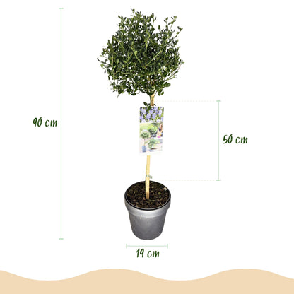 Säckelblume Victoria Stämmchen – Ceanothus impressus online kaufen | Blaue Blüte, Immergrün &amp; Bienenfreundlich – Wurzelwerk Design