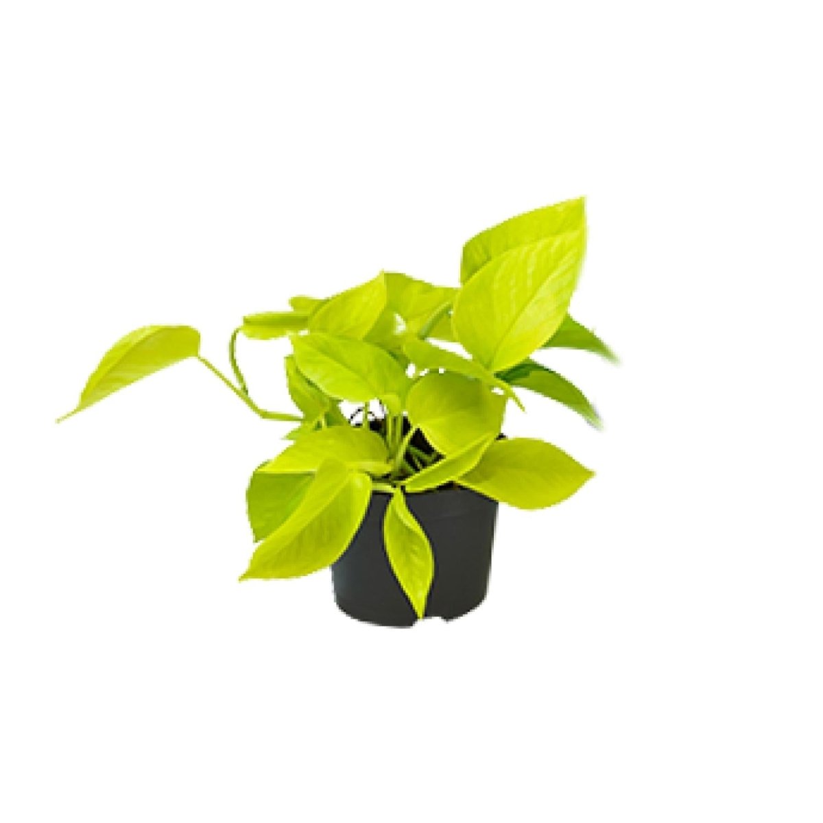 Epipremnum Golden Pothos - Scindapsus - PROMO - Ø12 - ↕15cm - Wurzelwerk Design