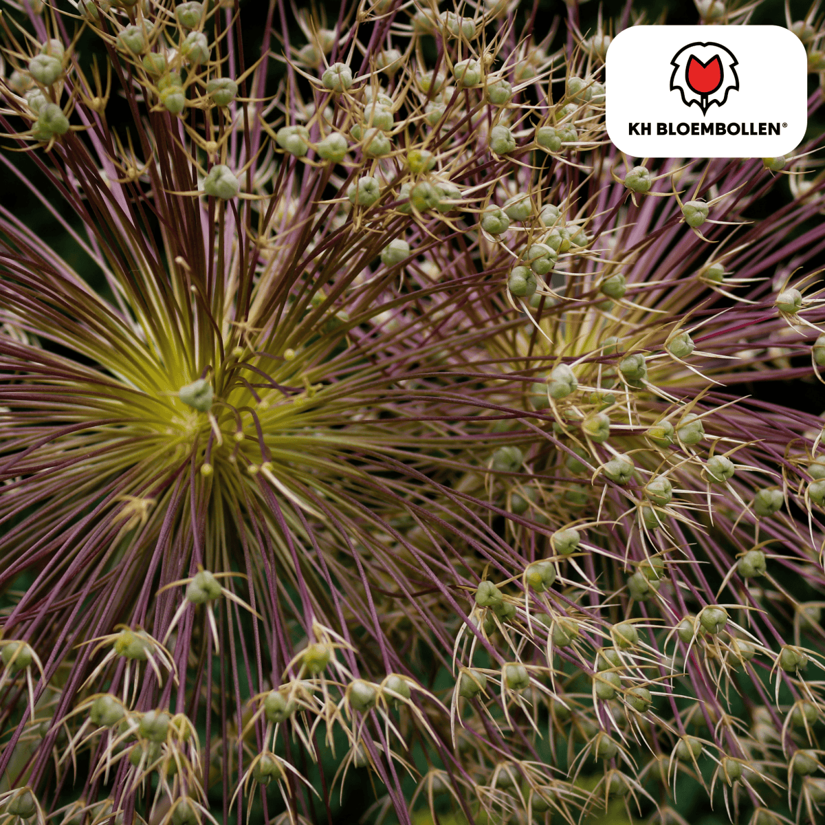 Allium schubertii – 5 Stück | Spektakulärer Zierlauch - Wurzelwerk Design