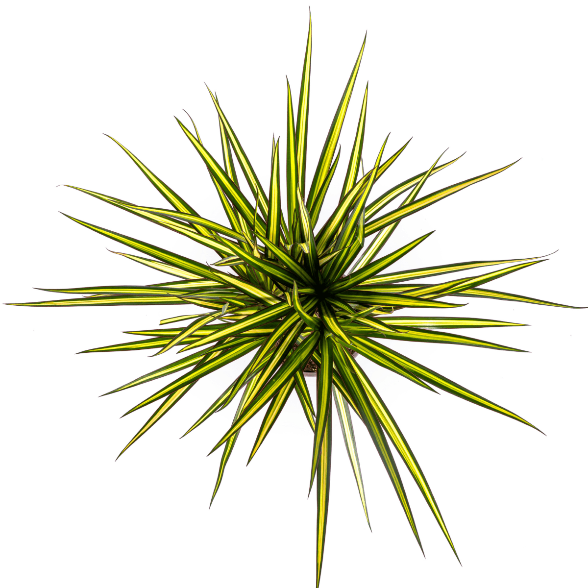 Dracaena Marginata Sunray Ø 17 cm - Höhe 60 - 80 cm - Wurzelwerk Design