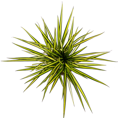 Dracaena Marginata Sunray Ø 17 cm - Höhe 60 - 80 cm - Wurzelwerk Design