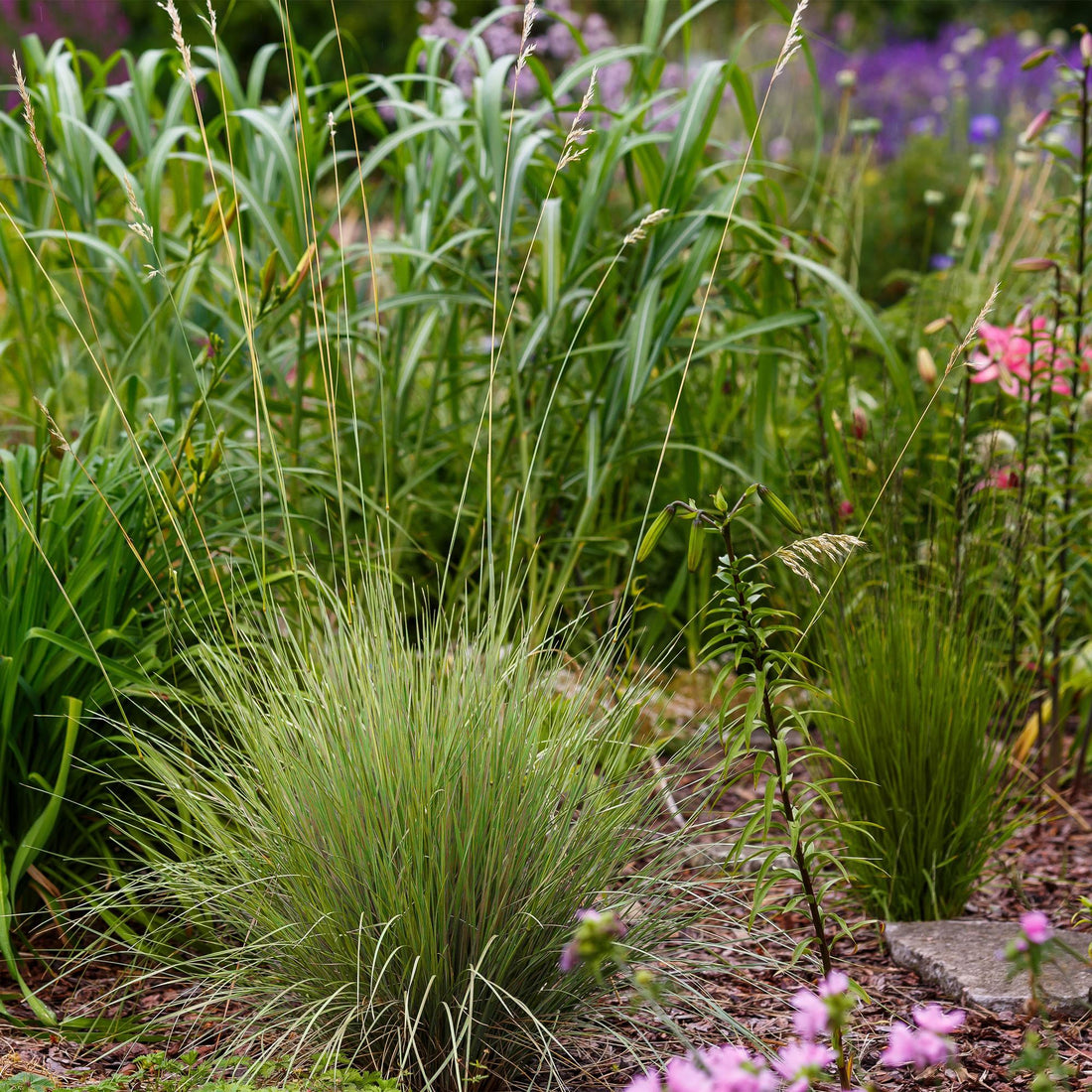 Vier Everspring Ziergräser Festuca glauca Golden Toupee in Töpfen, immergrün, gelb, pflegeleicht, ca. 50cm hoch.