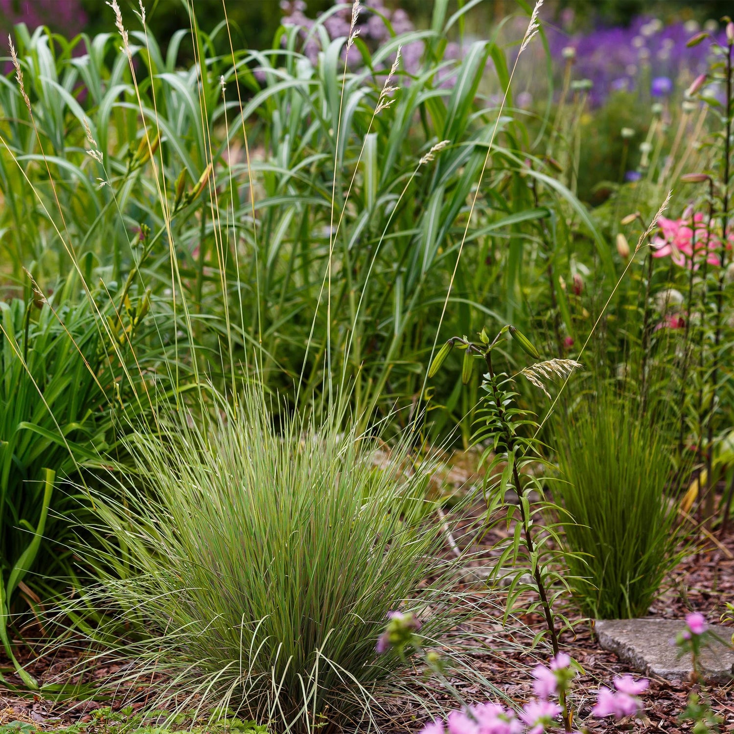 Vier Everspring Ziergräser Festuca glauca Golden Toupee in Töpfen, immergrün, gelb, pflegeleicht, ca. 50cm hoch.