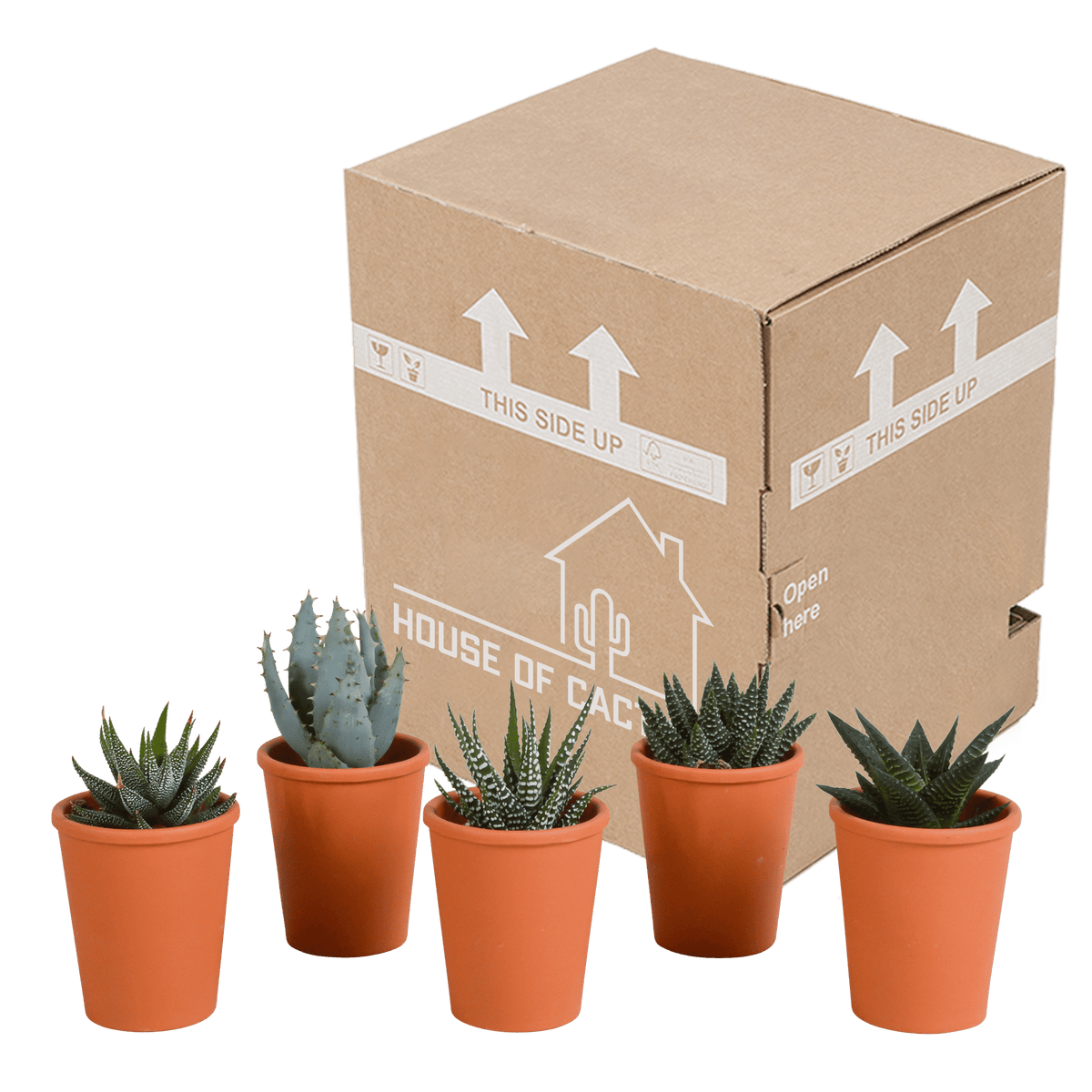 Fünf Everspring Gasteria und Haworthia Sukkulenten in Terracotta-Töpfen, Durchmesser ca. 5,5 cm, grüne Pflanzen, Nahaufnahme