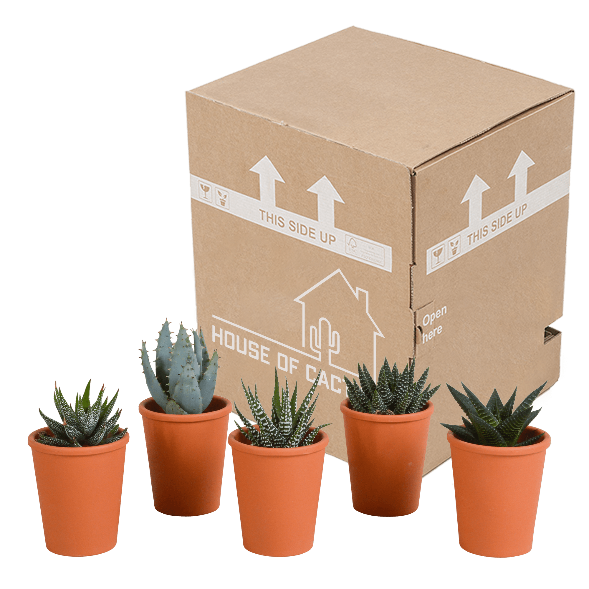 Fünf Everspring Gasteria und Haworthia Sukkulenten in Terracotta-Töpfen, Durchmesser ca. 5,5 cm, grüne Pflanzen, Nahaufnahme