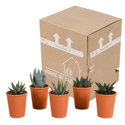 Fünf Everspring Gasteria und Haworthia Sukkulenten in Terracotta-Töpfen, Durchmesser ca. 5,5 cm, grüne Pflanzen, Nahaufnahme