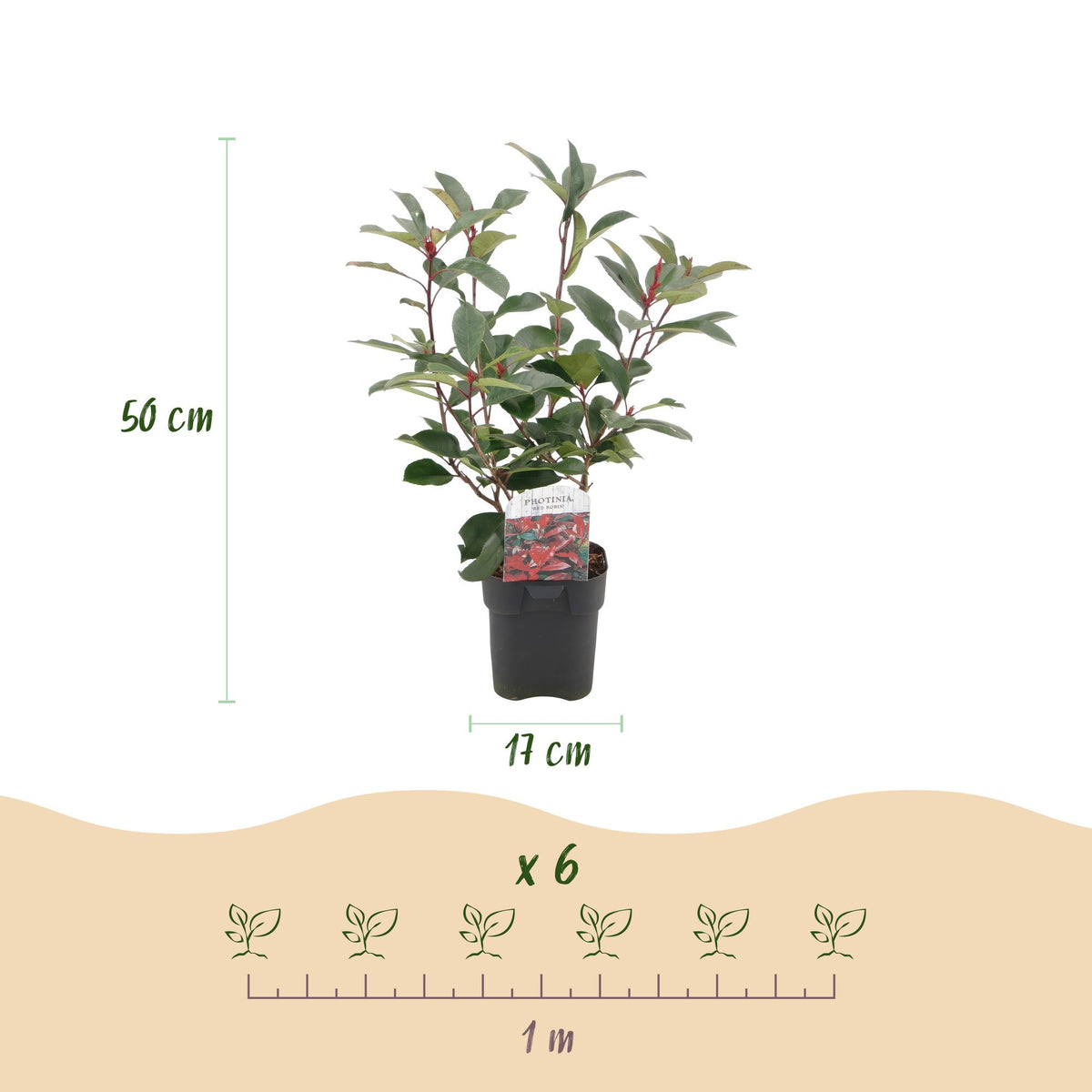 Heckenpflanzen Photinia fraseri Red Robin, grün rot, 6 Pflanzen im Topf, immergrün, ca. 50cm hoch, für Hecken und Gartengestaltung