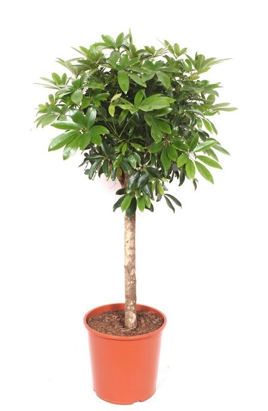 Everspring Schefflera Pflanze, 150-210 cm, dekorative Strahlenaralie für Innenräume, grün mit vielen Blättern