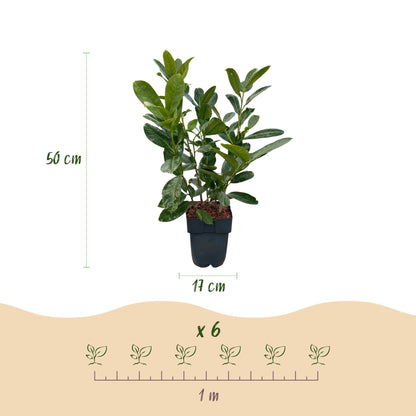 Kirschlorbeer Rotundifolia – Prunus laurocerasus online kaufen | 6 Pflanzen für 1 m Hecke, immergrün &amp; blickdicht – Wurzelwerk Design