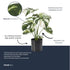 Kunstpflanze Monstera im Topf, 40 cm hoch, Everspring, detailreiche grüne Blätter, ideale Dekoration für Zuhause oder Büro