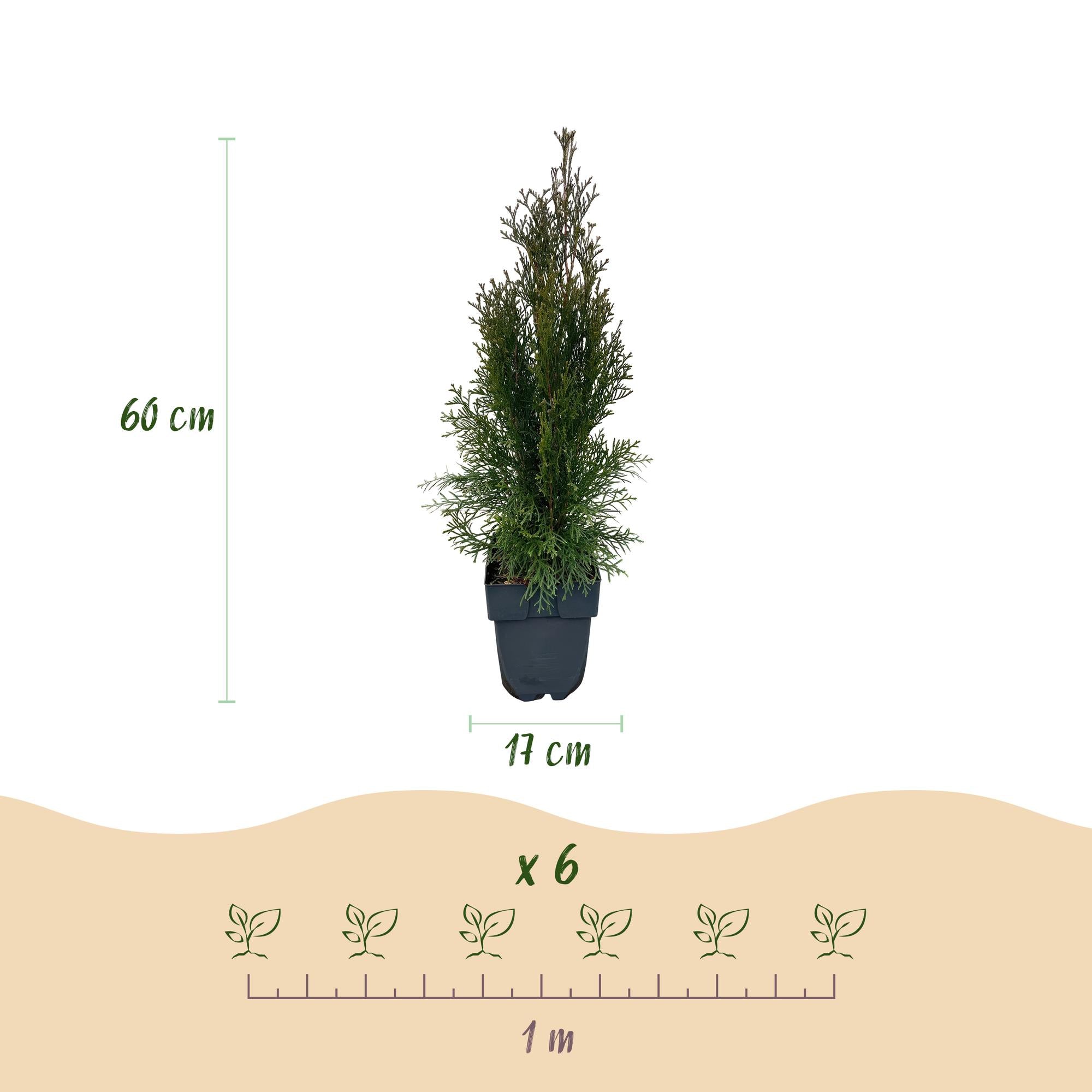 Lebensbaum Smaragd – Thuja occidentalis online kaufen | 6 Pflanzen für 1 m Hecke, immergrün &amp; winterhart – Wurzelwerk Design