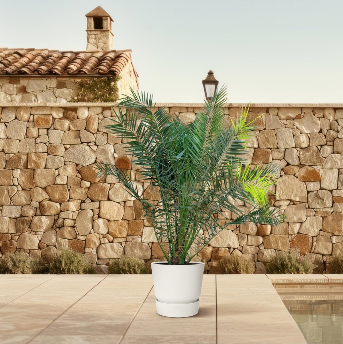 Kanarische Dattelpalme – Phoenix canariensis – Mediterrane Kübel - &amp; Gartenpflanze – Immergrün - Wurzelwerk Design