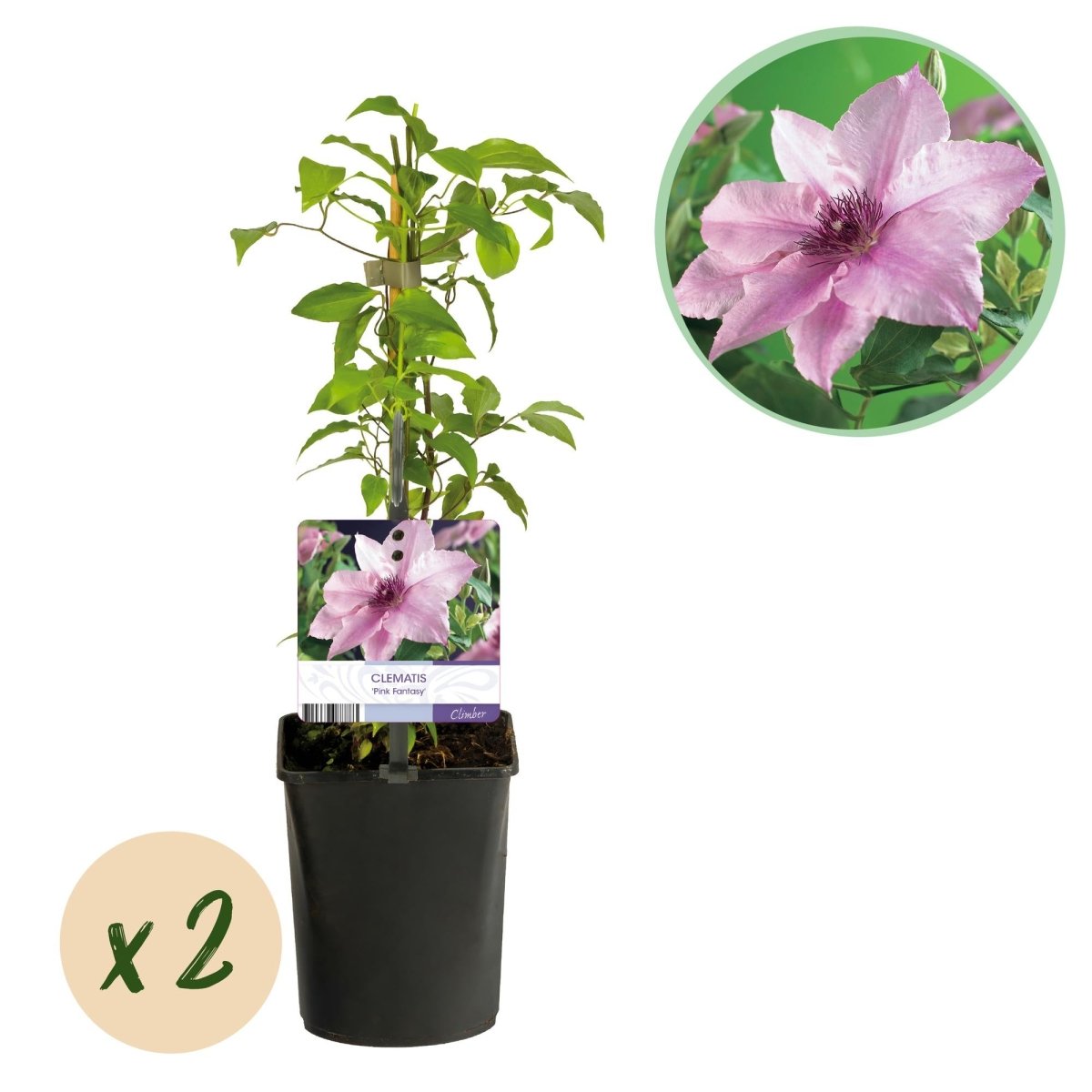 Clematis &