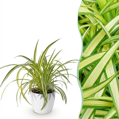 Everspring Graslilie Variegatum im Topf mit 12 cm Durchmesser, chlorophytum comosum, haustierfreundlich, grüne und weiße Blätter