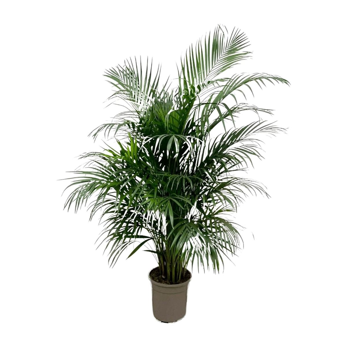 Areca Palme (Dypsis lutescens) 150 cm oder 230 cm - Wurzelwerk Design