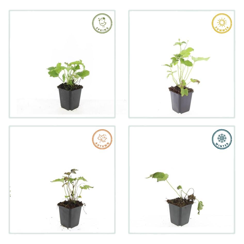 24x Anemone hybrida ‘Honorine Jobert’ – Herbst-Anemone mit weißen Blüten – Höhe 10–25 cm – Ø 9 cm