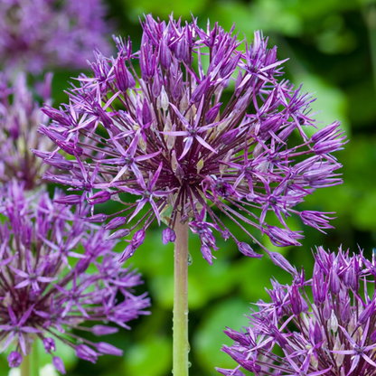 Zierlauch Purple Rain – Allium online kaufen | 160 bis 320 Blumenzwiebeln, violett &amp; großblütig – Wurzelwerk Design