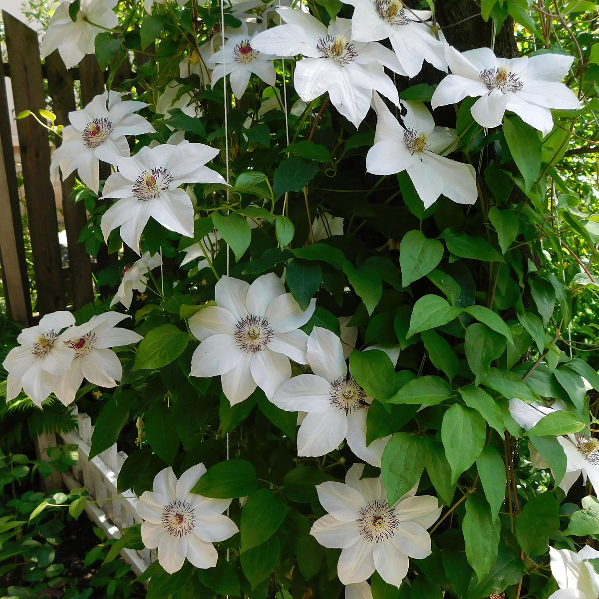 Zwei Clematis Miss Bateman Kletterpflanzen in Töpfen, weiße Blüten, ca. 40cm hoch, wenig Pflege, von Everspring