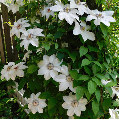 Kletterpflanze - Clematis Miss Bateman - Blüte  Weiß- Wenig Pflege - 2 Pflanzen - Topf 11cm Höhe 40cm