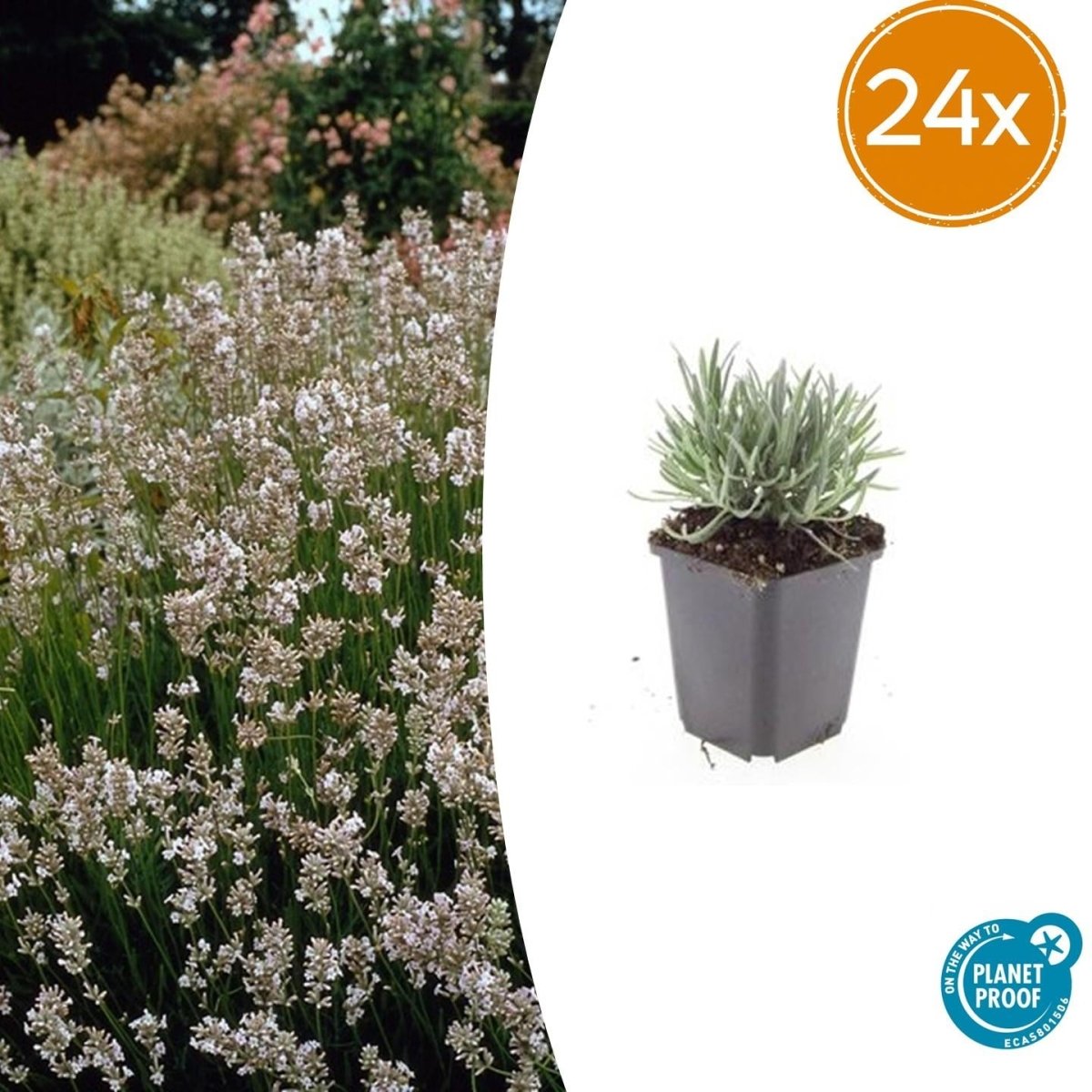 Lavandula intermedia ‘Edelweiss’ – 24 Pflanzen Ø 9 cm – Weißblühender Lavendel mit intensivem Duft - Wurzelwerk Design