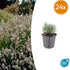 Lavandula intermedia ‘Edelweiss’ – 24 Pflanzen Ø 9 cm – Weißblühender Lavendel mit intensivem Duft - Wurzelwerk Design