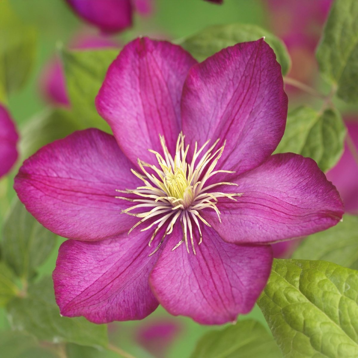 Clematis &