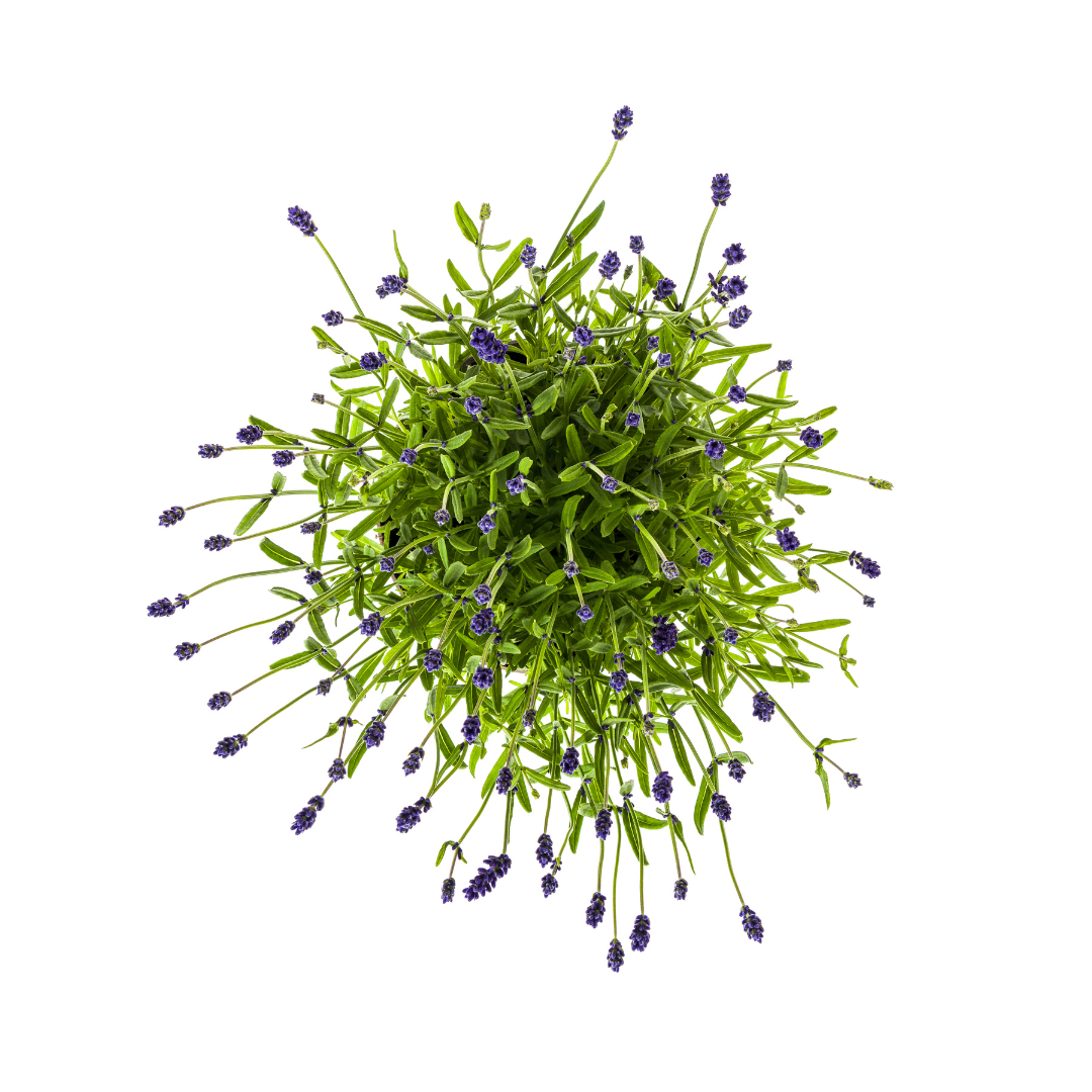 Lavandula angustifolia (2er-Set) – Echter Lavendel Ø19 cm | Duft &amp; Bienenliebe