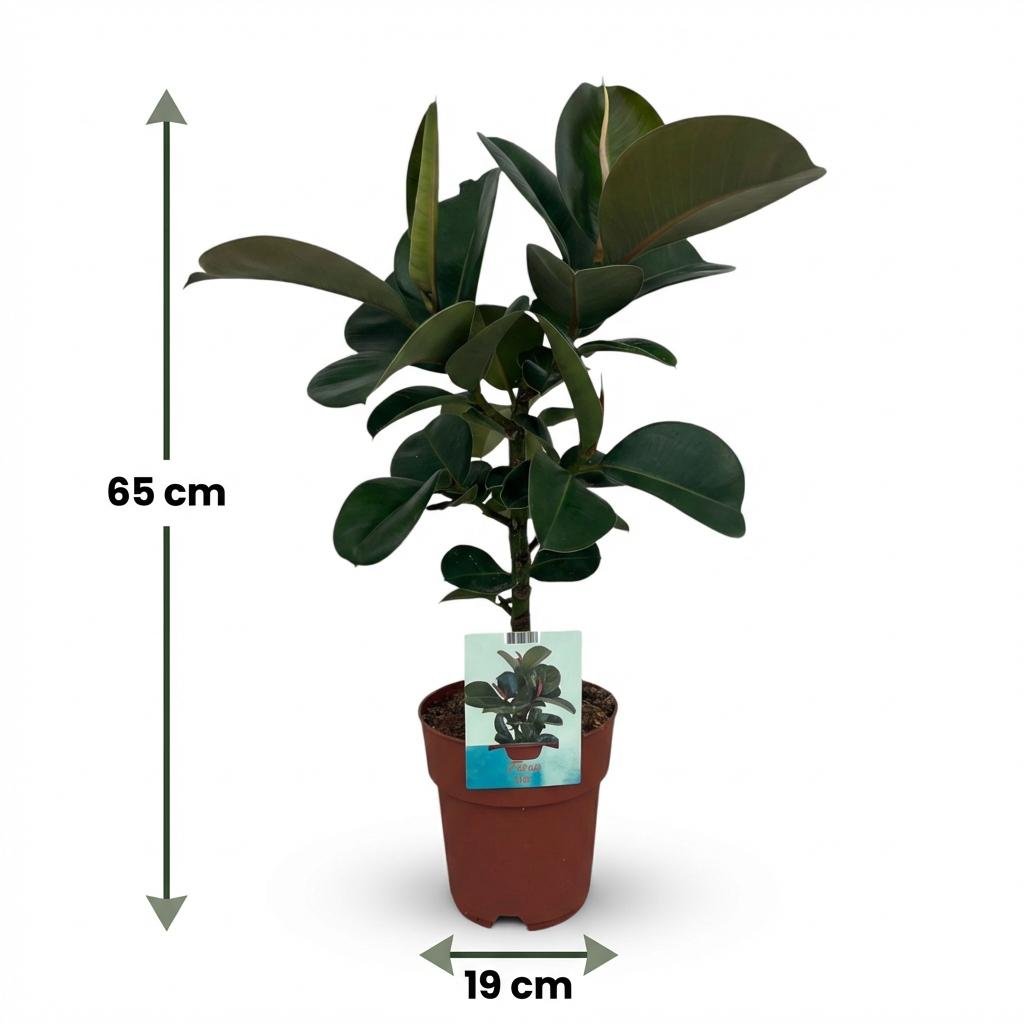 Gummibaum kaufen | Ficus Elastica Cloe – Topf Ø 19 cm, Höhe 65 cm - Wurzelwerk Design