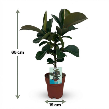 Gummibaum kaufen | Ficus Elastica Cloe – Topf Ø 19 cm, Höhe 65 cm - Wurzelwerk Design