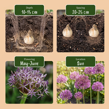 Sternkugel-Lauch – Allium christophii online kaufen | 30 bis 120 Blumenzwiebeln, riesige Blütensterne – Wurzelwerk Design
