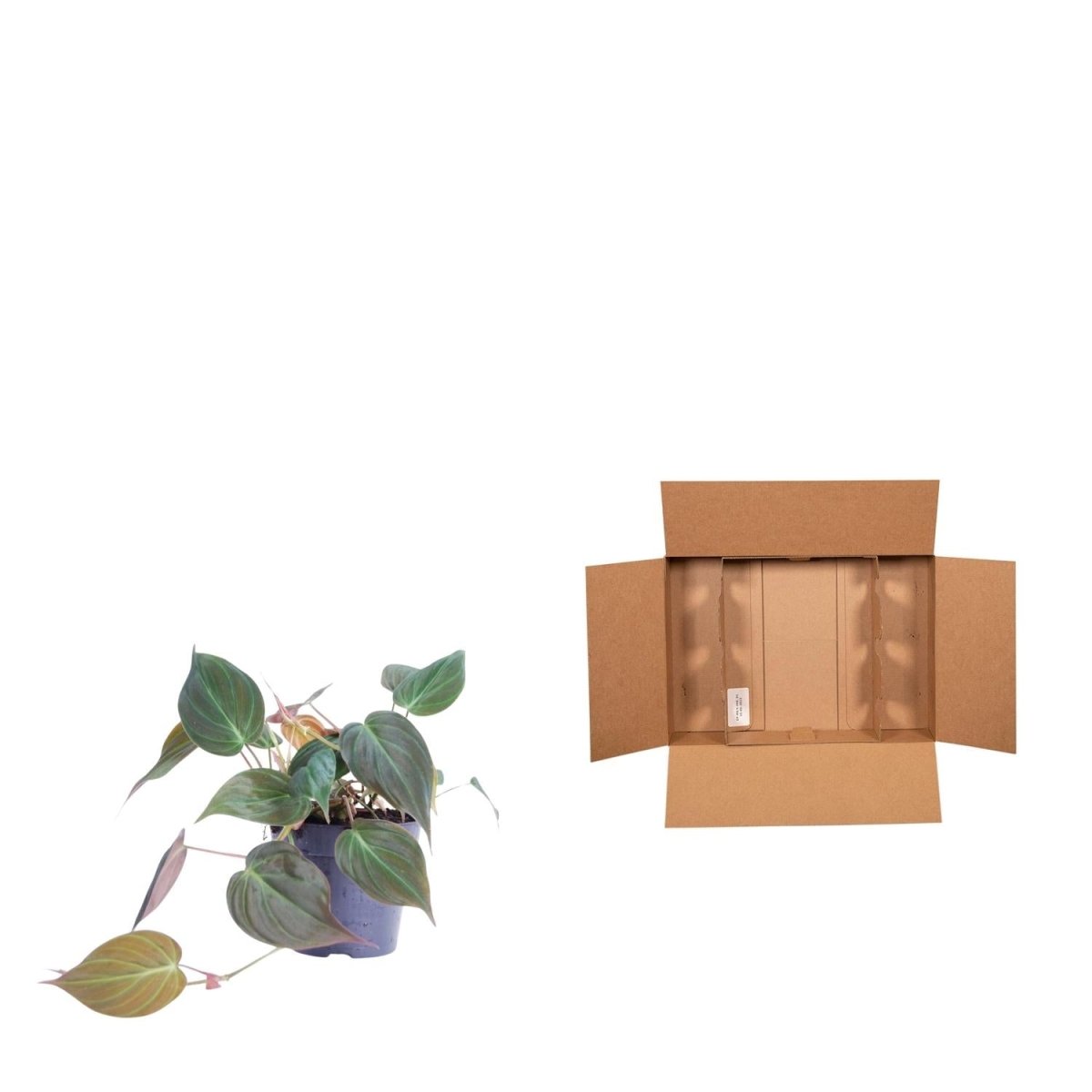 Philodendron scandens ‘Micans’ 25 cm | Herzblatt - Philodendron im Ø12 cm Topf – Samtige Trendpflanze - Wurzelwerk Design