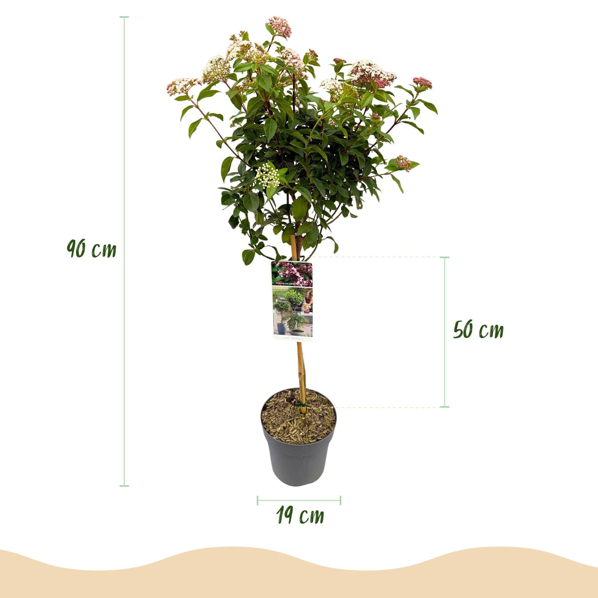 Immergrüner Viburnum tinus in Topf, winterhart mit weißen und rosa Blüten, Everspring Pflanzen, Höhe ca. 90 cm.