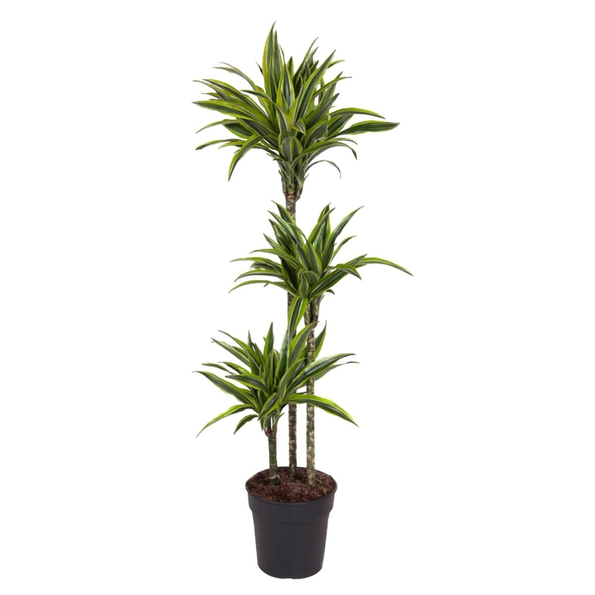 Dracaena Lemon Lime 130 - 150 cm – Pflegeleicht &amp; luftreinigend - Wurzelwerk Design