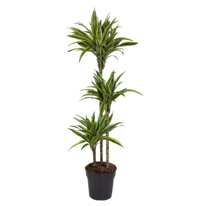 Dracaena Lemon Lime 130 - 150 cm – Pflegeleicht &amp; luftreinigend - Wurzelwerk Design