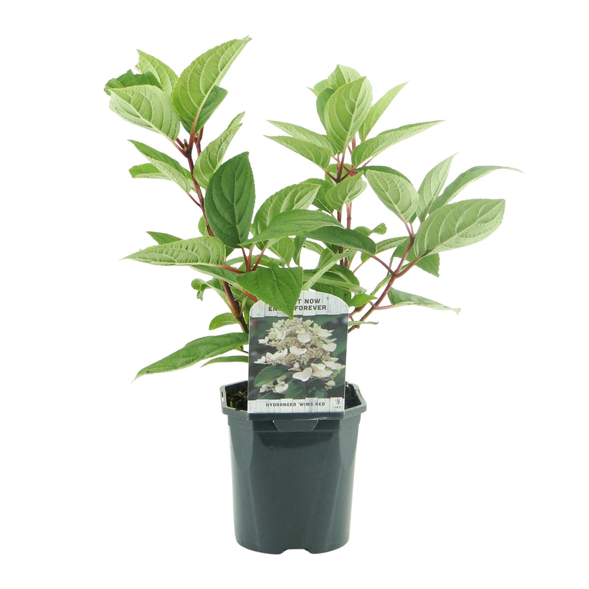 Rispenhortensie Hydrangea panniculata Wims Red mit weißen und roten Blüten, laubabwerfend, Topf 17cm, Höhe 50cm, Everspring
