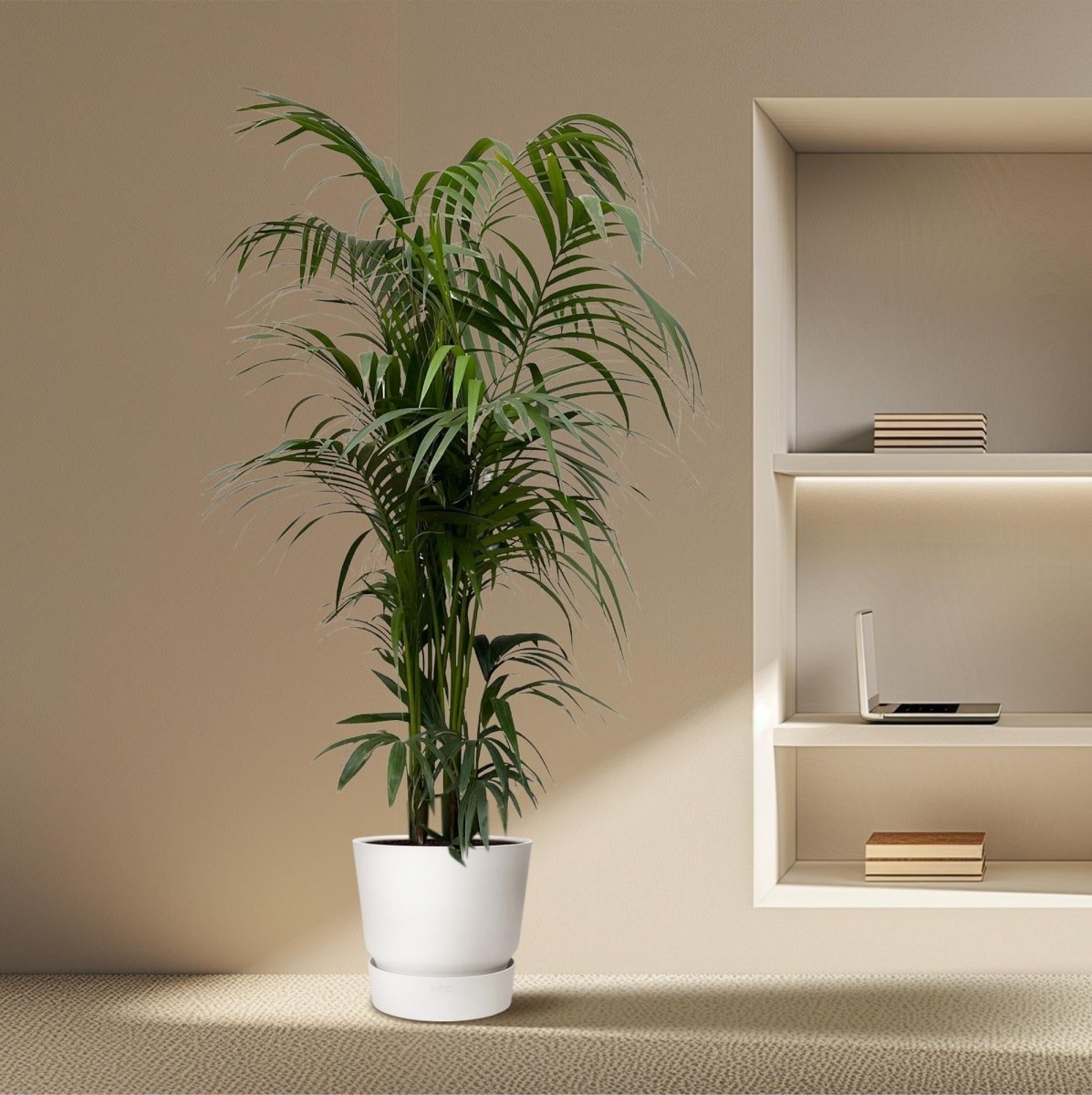 Kentia Palme kaufen – Howea forsteriana 70–260 cm | Zimmerpalme - Wurzelwerk Design